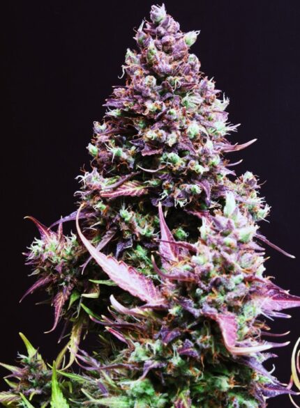 Semilla Auto Cream Caramel - Sweet Seeds