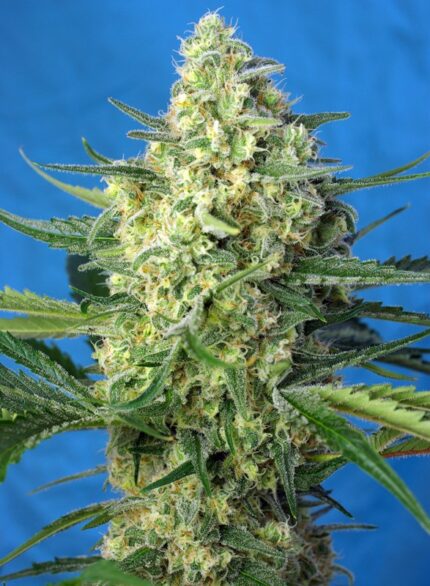 Semilla Auto Jack 47 XL - Sweet Seeds