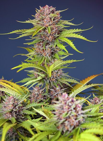 Semilla Auto Mimosa Bruce Banner XL - Sweet Seeds