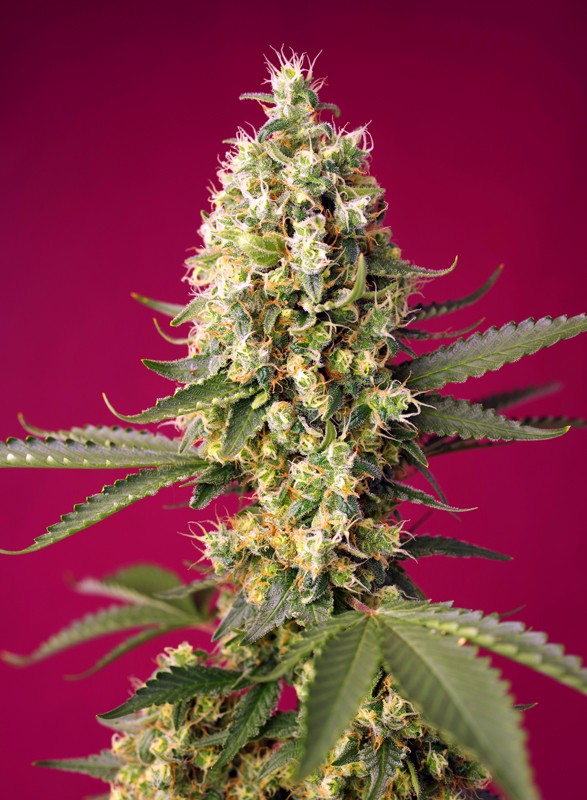 Semilla Auto Skywalker OG Runtz XL - Sweet Seeds Semilla Auto Skywalker OG Runtz XL - Sweet Seeds