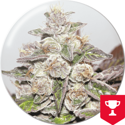 Semilla Feminizada Mendocino Purple Kush 3 unidades - Medical. Natural Design