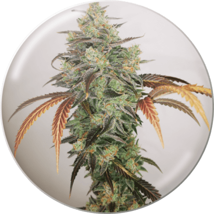 Semilla Feminizada Y Griega CBD 2.0 3 unidades - Medical. Natural Design
