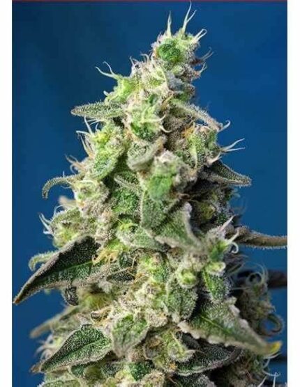 Green Poison XL Natural Design