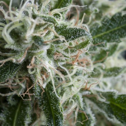 Jack Herer Natural Design