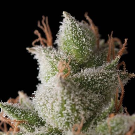 White Widow Natural Design