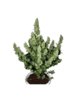 Semilla Buddha Seeds Auto Magnum x3 unidades. Natural Design