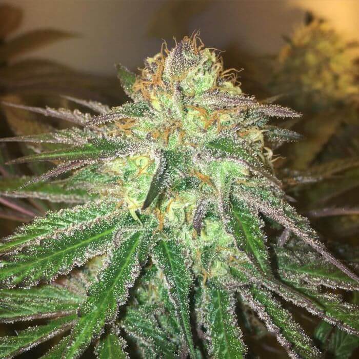 amnesia-cookies SEMILLAS MAMIKO SEEDS FEMINIZADA AMNESIA COOKIES 3 UNIDAD BS. Natural Design