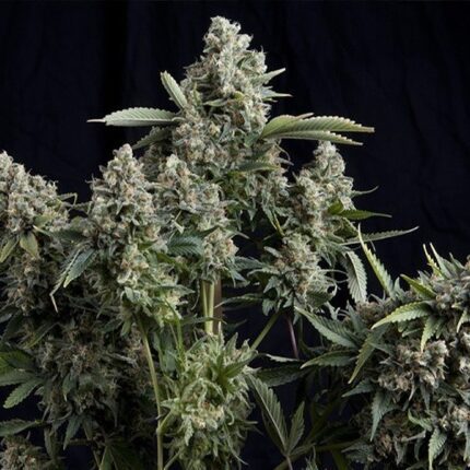 Semilla Fem Tutankhamon 7 Unidad - Pyramid Seeds natural design