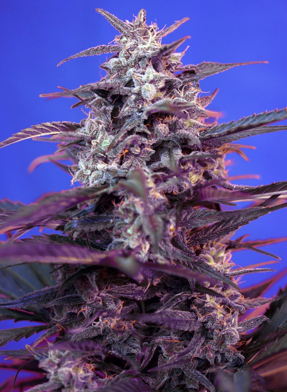 bloody-skunk-auto