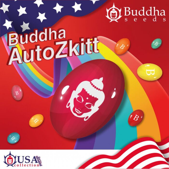 Semillas Auto Zkitt 3 unidades - Buddha Seeds natural design