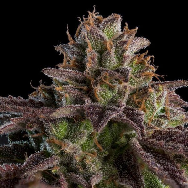 SEMILLA RIPPER SEEDS AUTO KMINTZ AUTO - Natural Design