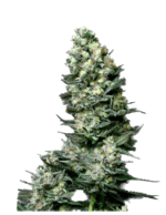 Semilla Buddha Seeds Auto Magnum x3 unidades. Natural Design