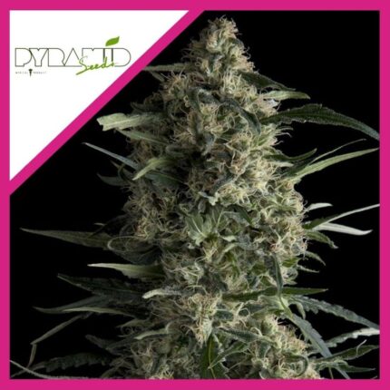 Semilla Feminizadas galaxy 3 +1 Unidad - Pyramid Seeds natural design