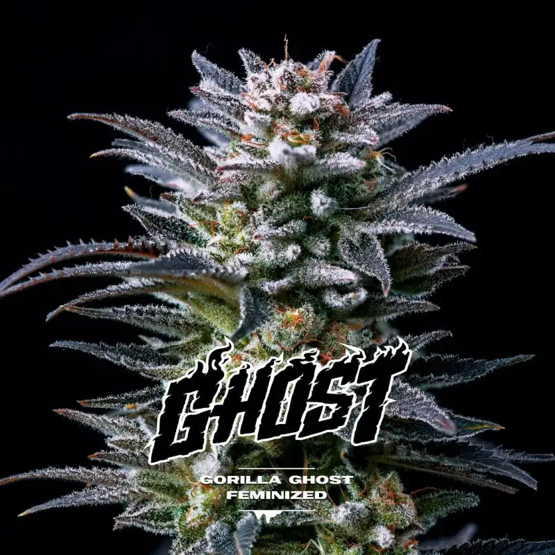 gorilla-ghost-feminized (1)