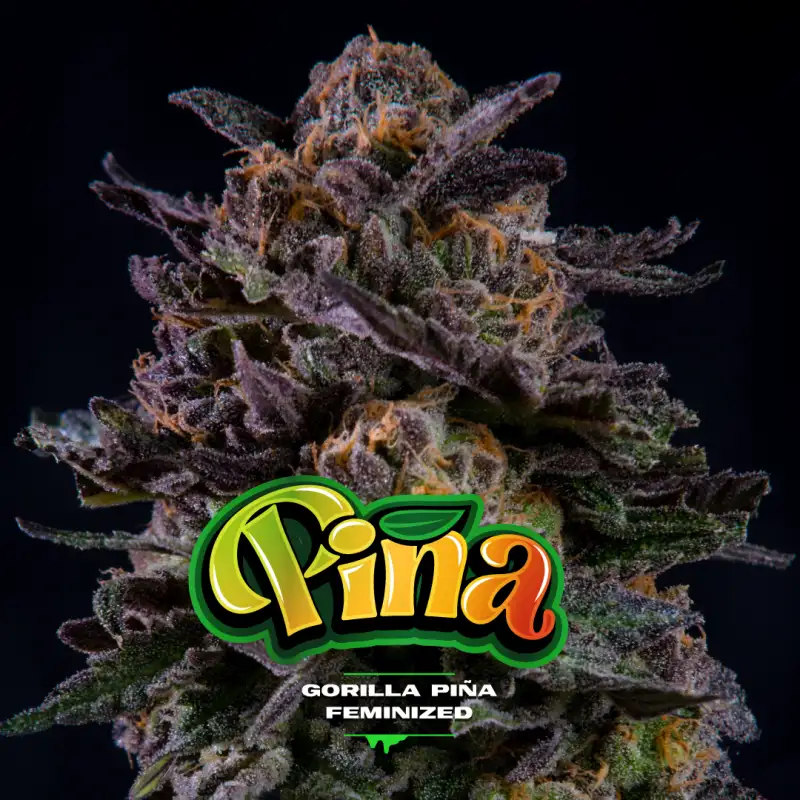 gorilla-pina-feminized (1)