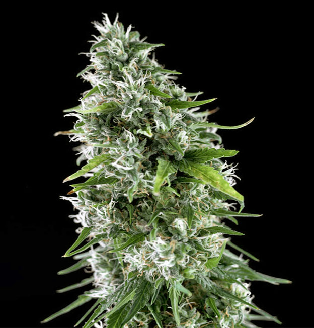 Kritikal-Bilbo-AK-47