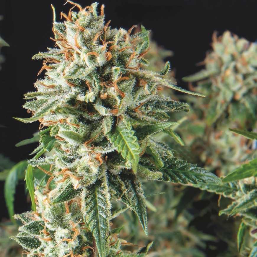 super-og-kush-fast