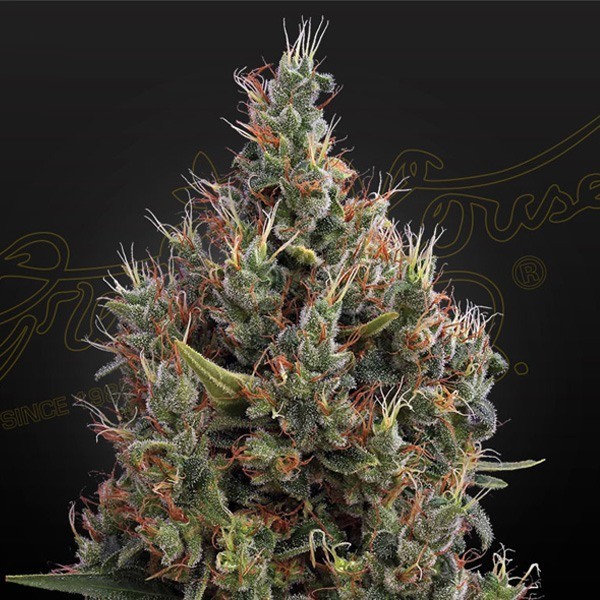 big-bang-auto