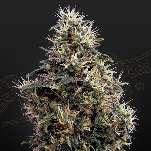 sweet-mango-auto