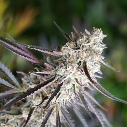 SEMILLA HUMBOLDT SEEDS FEM FLORIDA GASPACK grow natural design