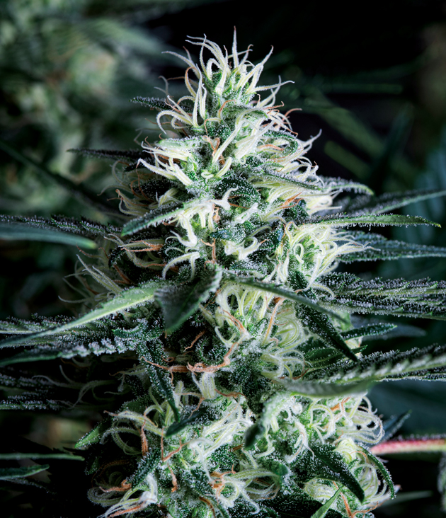 white-widow-tr-fast