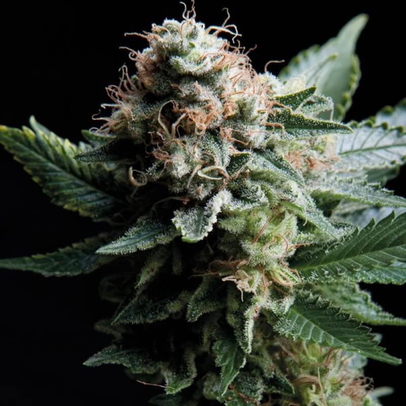 whiteWidow_Trikoma_seeds_72-800x800